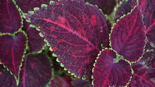 紫叶植物 · 免费素材图片
