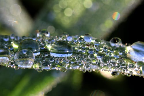 有水滴的植物的宏观摄影 · 免费素材图片