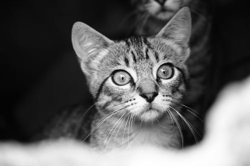 猫的太空灰照片 · 免费素材图片
