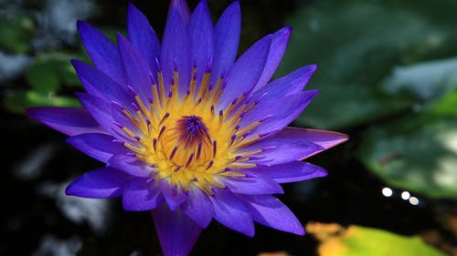 紫色和黄色的睡莲的浅焦点照片 · 免费素材图片