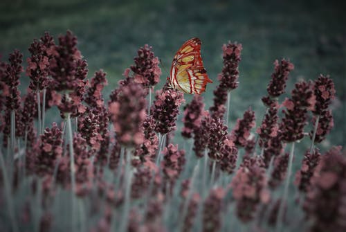 红色和黄色的蝴蝶 · 免费素材图片