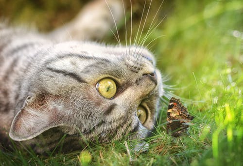 在绿色草地上的灰猫 · 免费素材图片