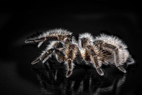 黑色和棕色的狼蛛的特写照片 · 免费素材图片