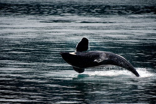 水中的黑鲸 · 免费素材图片