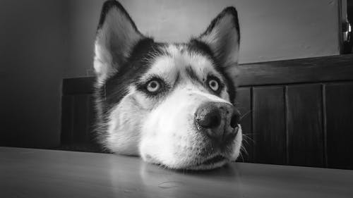 西伯利亚雪橇犬倚在桌子上 · 免费素材图片