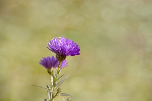 白天的紫蓟花 · 免费素材图片