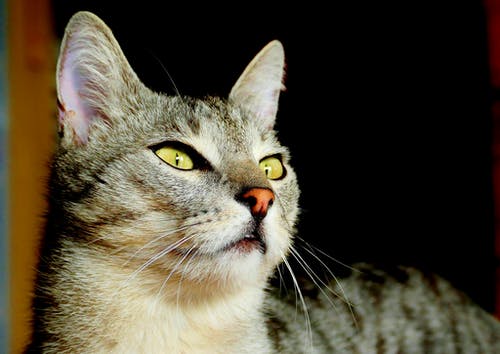 成年灰猫 · 免费素材图片