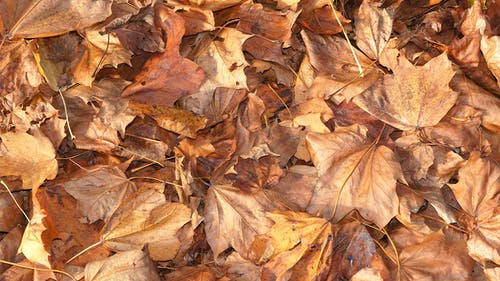 堆的棕色干树叶 · 免费素材图片
