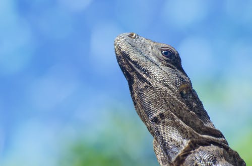 布朗监视器蜥蜴的选择性摄影 · 免费素材图片