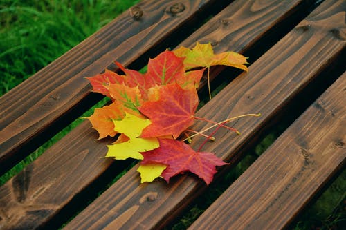枫叶在棕色的木凳上 · 免费素材图片