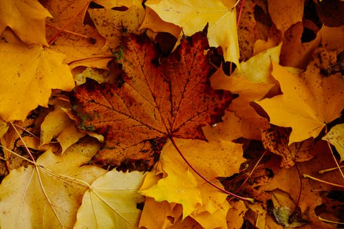有关下落, 季节, 树叶的免费素材图片
