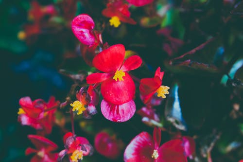 红色花瓣的特写照片 · 免费素材图片