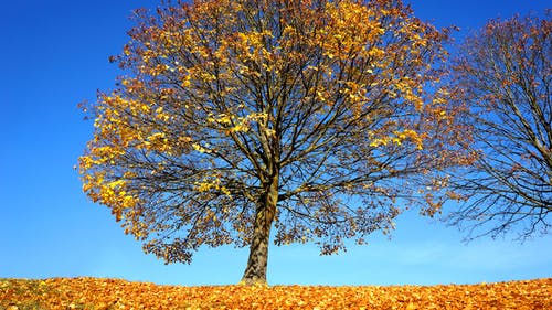黄叶的树木 · 免费素材图片