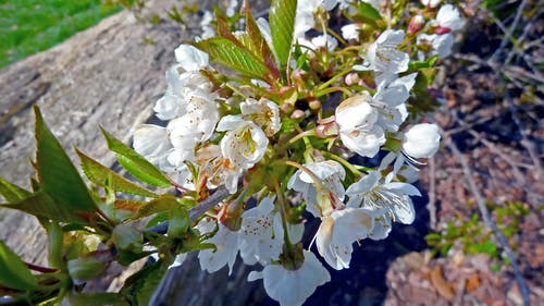 盛开的白色花瓣花 · 免费素材图片