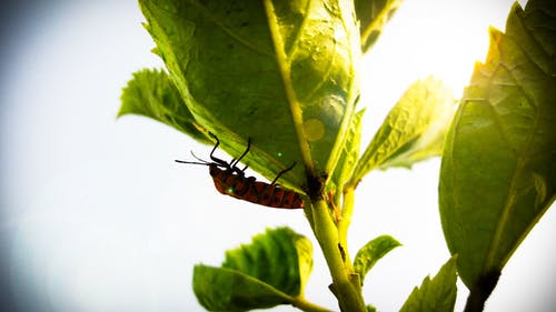 特写昆虫摄影在叶子上 · 免费素材图片