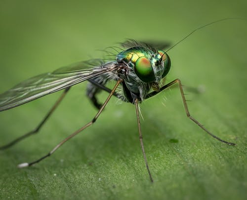 灰色和绿色昆虫的浅焦点 · 免费素材图片