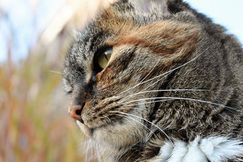 棕色的虎斑猫的脸的特写照片 · 免费素材图片