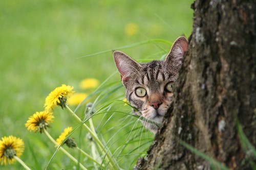 棕色的虎斑猫躲在树上 · 免费素材图片