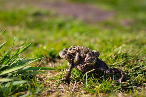 两只棕色的青蛙，在草地上 · 免费素材图片