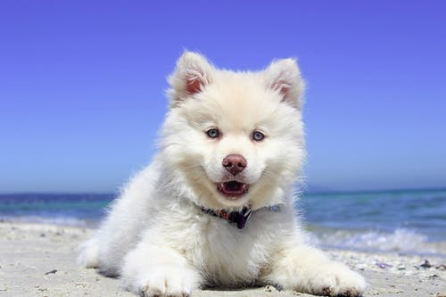 躺在海边的白色美国爱斯基摩犬 · 免费素材图片
