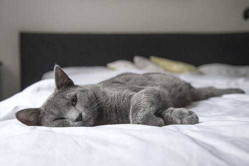 躺在床上的灰猫 · 免费素材图片