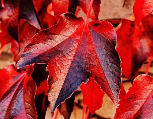 红色和棕色植物叶在特写照片 · 免费素材图片