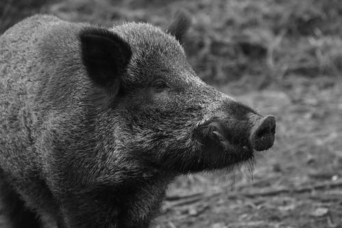 黑野猪 · 免费素材图片