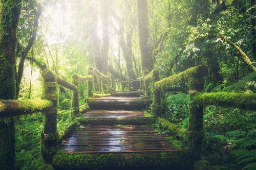 雨林木桥 · 免费素材图片