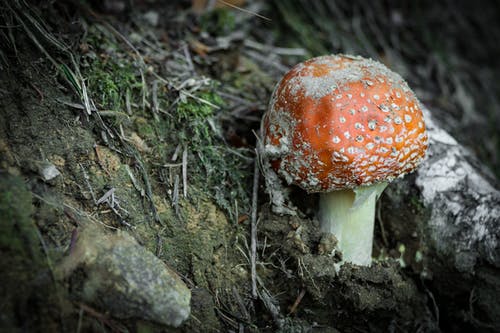 橙色蘑菇 · 免费素材图片