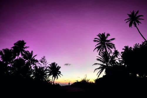 平静的紫色天空下的树木剪影 · 免费素材图片