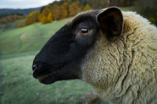 布朗羊在倾斜移位镜头摄影 · 免费素材图片
