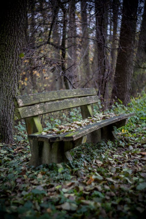 树木环绕的棕色木板凳 · 免费素材图片
