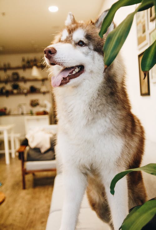 棕褐色和白色阿拉斯加雪橇犬 · 免费素材图片