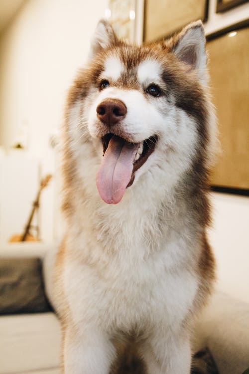 西伯利亚雪橇犬照片 · 免费素材图片