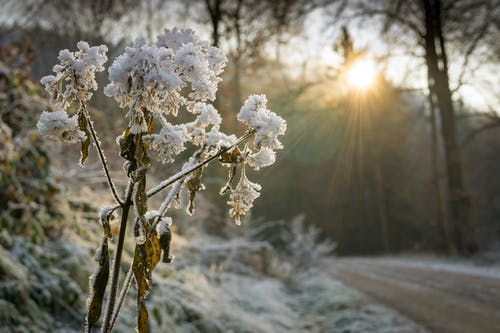 雪盖的花 · 免费素材图片