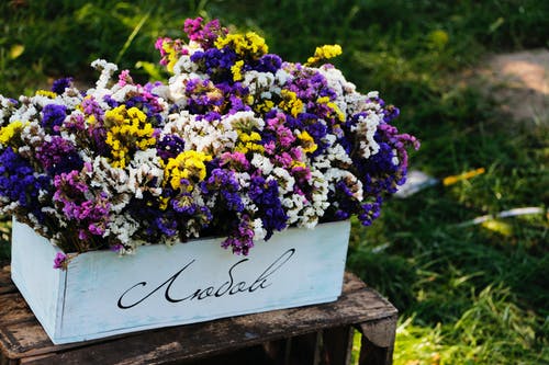 紫色的花朵，在植物上的特写镜头 · 免费素材图片