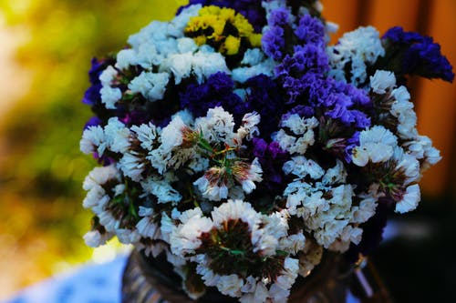 紫色的花朵的特写 · 免费素材图片