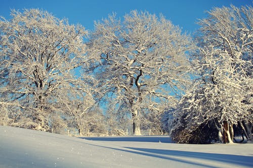 冬季树木免受晴朗的天空 · 免费素材图片