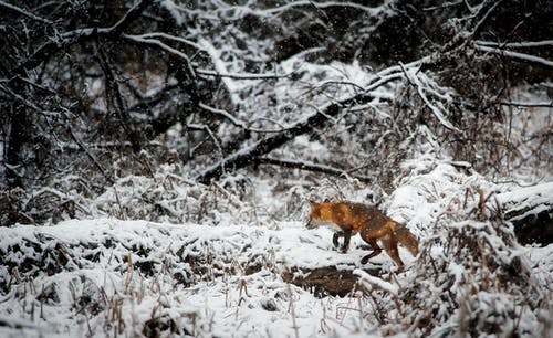 狐狸在森林里的积雪领域 · 免费素材图片