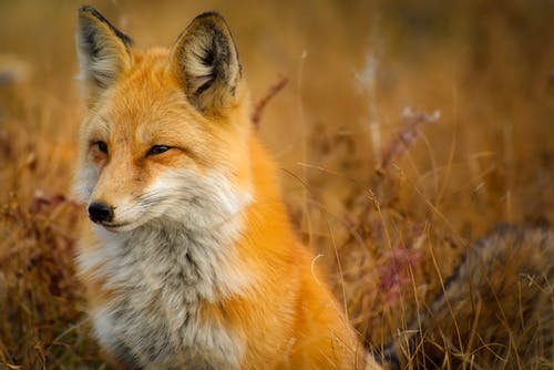 狐狸在草地上的特写镜头 · 免费素材图片