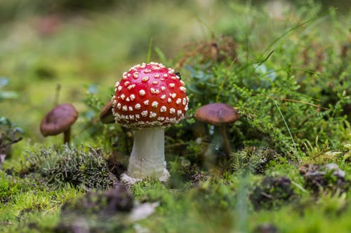 飞木耳蘑菇场上的特写镜头 · 免费素材图片