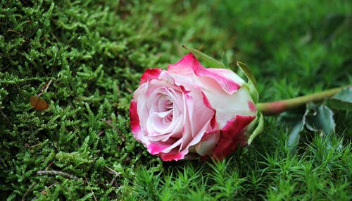 粉红玫瑰花朵的特写镜头 · 免费素材图片