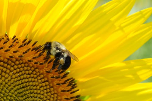 蜜蜂在黄色花朵上的特写 · 免费素材图片