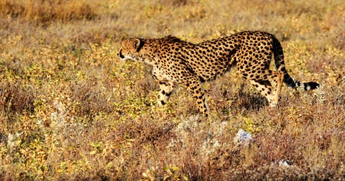 猎豹在草地上行走 · 免费素材图片