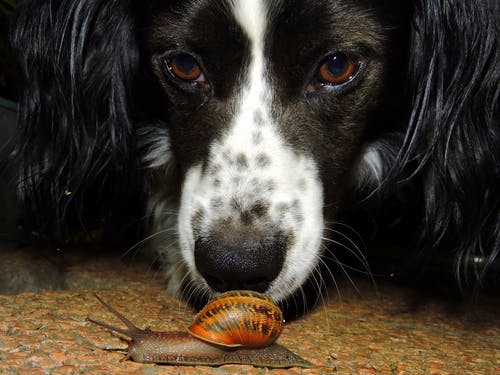 狗旁边的棕色蜗牛 · 免费素材图片