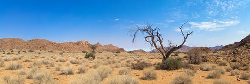 沙漠土地上的裸树 · 免费素材图片
