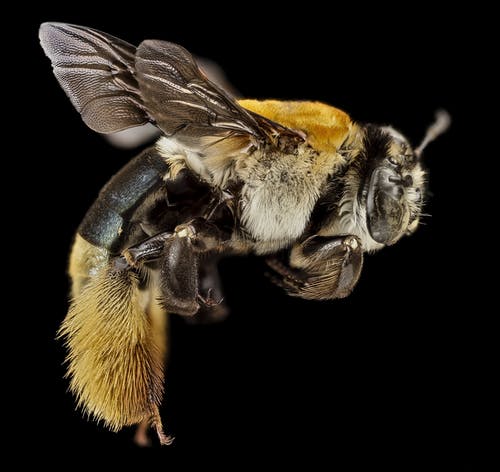黄色和黑色蜜蜂的宏观摄影 · 免费素材图片