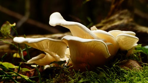 在绿色草地上的白蘑菇 · 免费素材图片