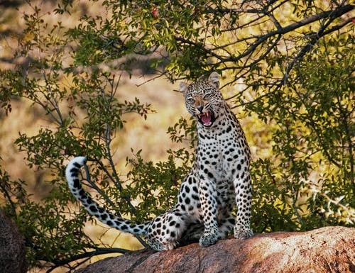 豹子坐在树枝上 · 免费素材图片