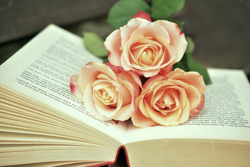 三本粉红玫瑰花朵上已打开的书 · 免费素材图片